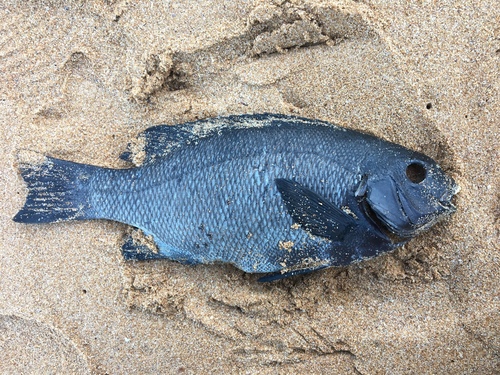 Girella elevata