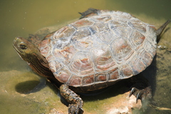 Mauremys leprosa leprosa