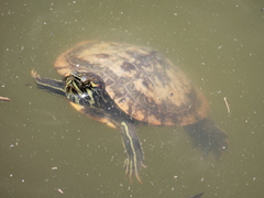Trachemys scripta troostii