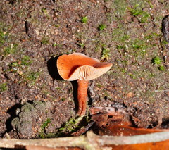 Lactarius eucalypti