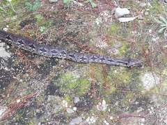 Acrantophis dumerili