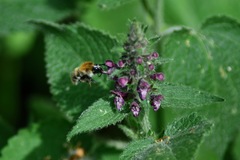 Bombus pascuorum