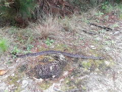 Acrantophis dumerili