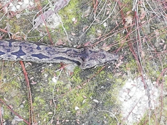 Acrantophis dumerili