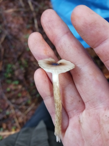 Hygrophorus olivaceoalbus — no rights reserved