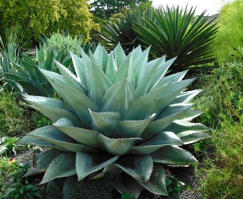 Agave ovatifolia G.D.Starr & Villarreal