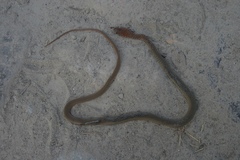 Masticophis mentovarius