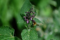 Bombus pascuorum