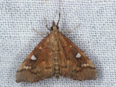 Udea hyalistis