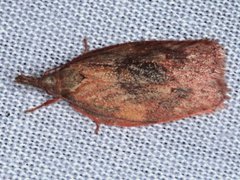 Enchocrates glaucopis