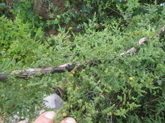 Asparagus fasciculatus