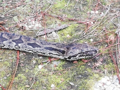 Acrantophis dumerili