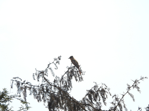 Rufous Flycatcher (Myiarchus semirufus), photo 5