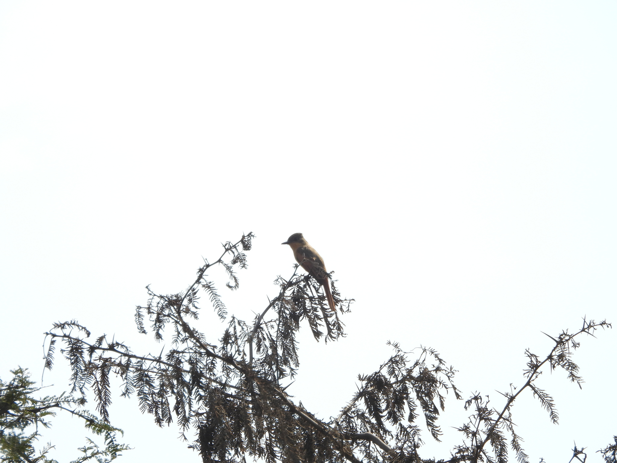 Rufous Flycatcher (Myiarchus semirufus), photo 7