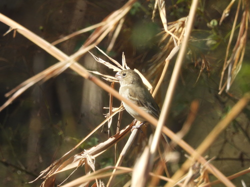 Parrot-billed Seedeater (Sporophila peruviana), photo 7