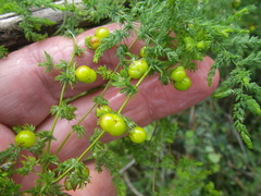 Asparagus fasciculatus
