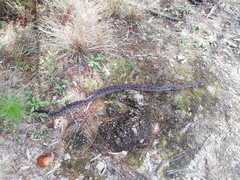 Acrantophis dumerili