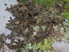 Pseudocyphellaria neglecta