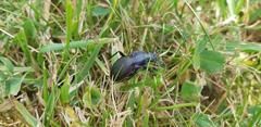 Carabus violaceus