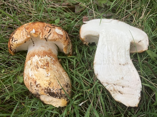 Tricholoma colossus — (c) Lucian Clanet, some rights reserved (CC BY)