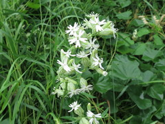 Silene repens