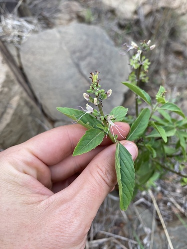 Image of Ocimum filamentosum by (c) Sunčana Bradley, some rights reserved (CC BY)