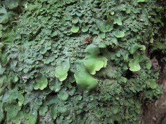 Lobaria adscripta