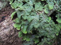 Lobaria adscripta
