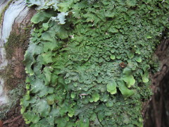 Lobaria adscripta