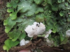 Lobaria adscripta