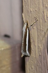 Carectocultus perstrialis