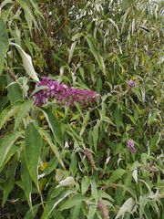 Buddleja davidii