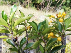 Psychotria isalensis image