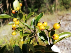 Psychotria isalensis image