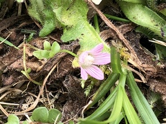Lysimachia tenella