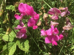Lathyrus