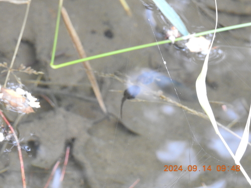 iNaturalist observation photo of Frogs and Toads