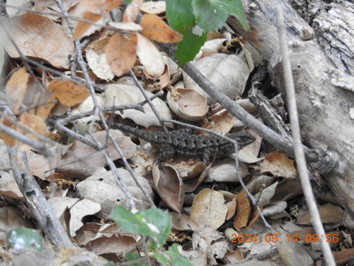 iNaturalist observation photo of Western Fence Lizard