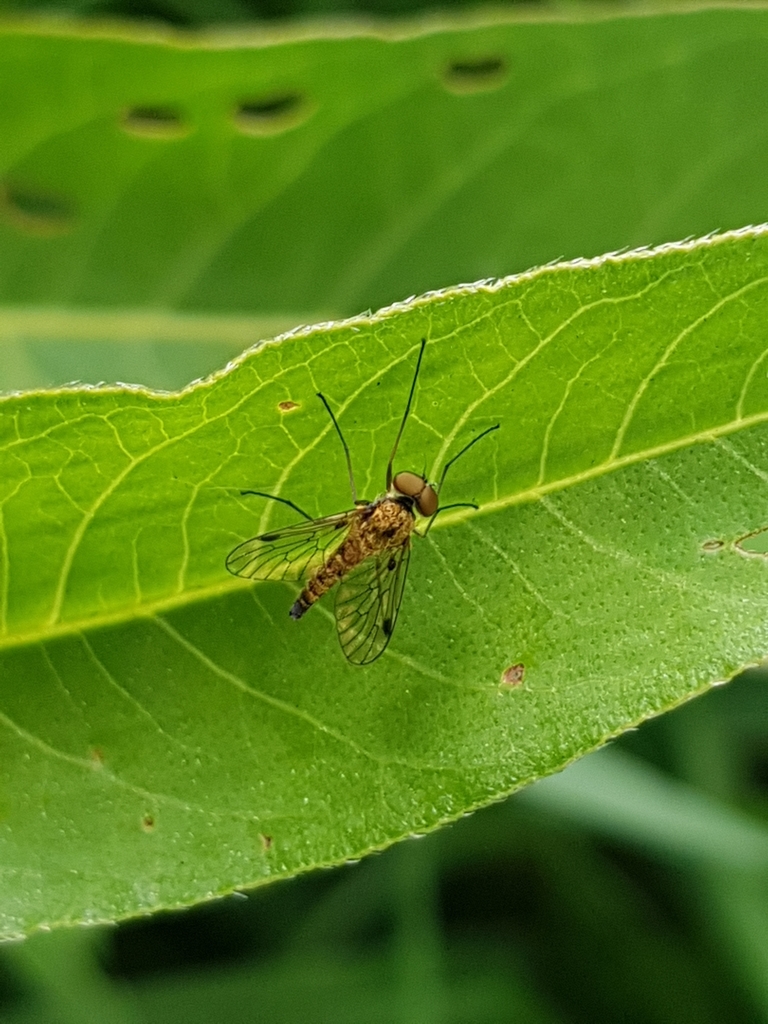 Chrysopilus splendidus