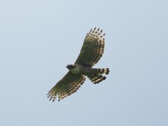 Nisaetus nipalensis