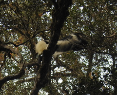 Colobus guereza matschiei