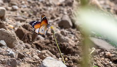Danaus chrysippus alcippus
