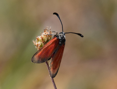 Zygaena punctum
