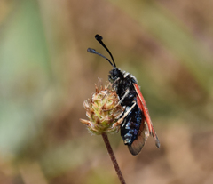 Zygaena punctum
