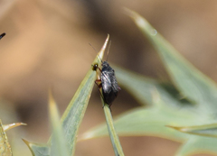 Lepidargyrus syriacus