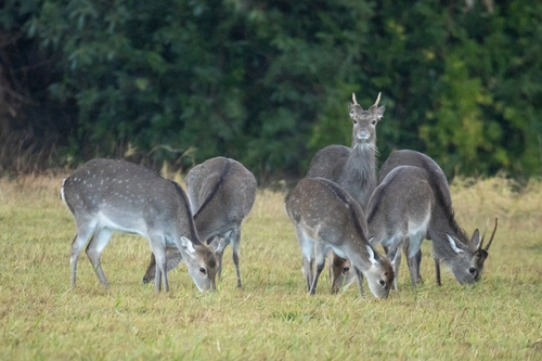 Sika Deer