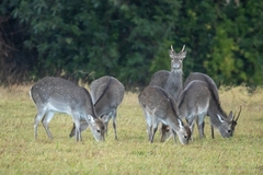 Sika Deer photo 3