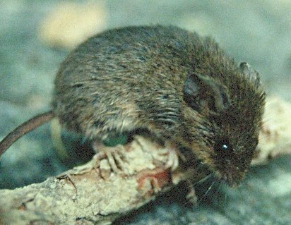Eastern Harvest Mouse