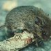 Eastern Harvest Mouse - Photo U. S. Forest Service, no known copyright restrictions (public domain)