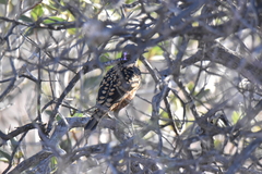 Chlamydera guttata